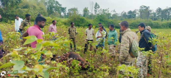 mysuru-tiger-attack